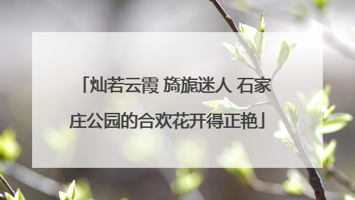 灿若云霞 旖旎迷人 石家庄公园的合欢花开得正艳