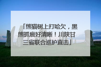 熊猫树上打哈欠，黑熊抓痕好清晰！川陕甘三省联合巡护直击