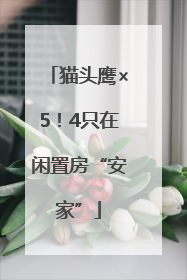 猫头鹰×5！4只在闲置房“安家”