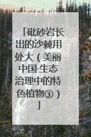 砒砂岩长出的沙棘用处大（美丽中国·生态治理中的特色植物③）
