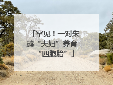 罕见！一对朱鹮“夫妇”养育“四胞胎”