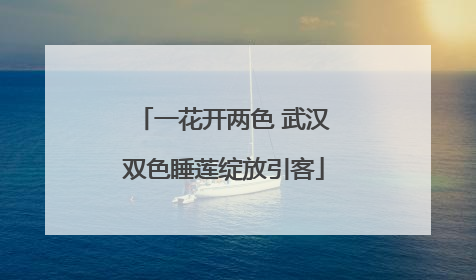 一花开两色 武汉双色睡莲绽放引客