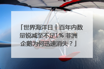 世界海洋日丨百年内数量锐减至不足1% 非洲企鹅为何迅速消失？