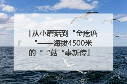 从小蘑菇到“金疙瘩“——海拔4500米的““菇“事新传