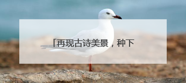 再现古诗美景，种下致富希望，西湖景区村民自发茶园植树