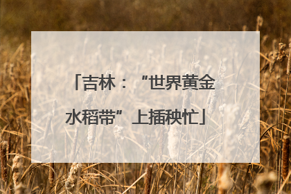 吉林：“世界黄金水稻带”上插秧忙