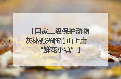 国家二级保护动物灰林鸮光临竹山上庸“鲜花小镇”
