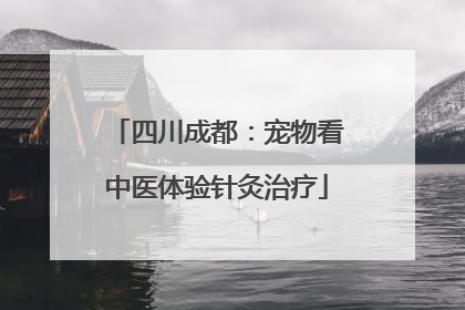 四川成都：宠物看中医体验针灸治疗