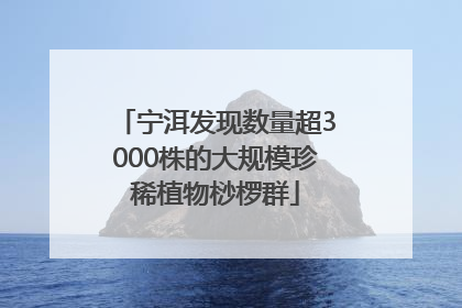 宁洱发现数量超3000株的大规模珍稀植物桫椤群