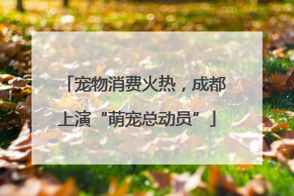 宠物消费火热，成都上演“萌宠总动员”