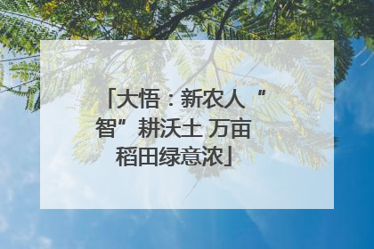 大悟：新农人“智”耕沃土 万亩稻田绿意浓
