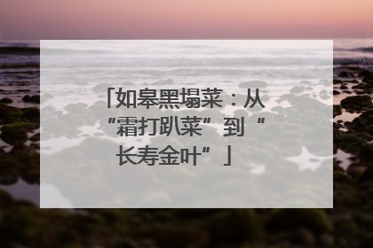 如皋黑塌菜：从“霜打趴菜”到“长寿金叶”