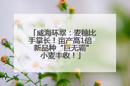 威海环翠：麦穗比手掌长！亩产高1倍 新品种“巨无霸”小麦丰收！