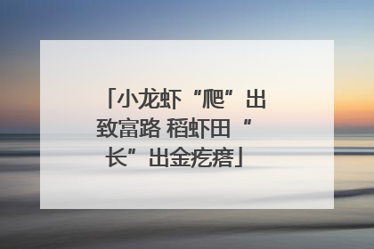 小龙虾“爬”出致富路 稻虾田“长”出金疙瘩