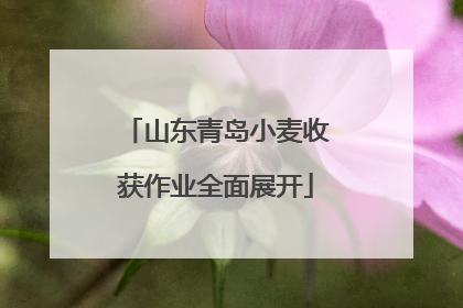 山东青岛小麦收获作业全面展开