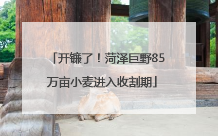 开镰了！菏泽巨野85万亩小麦进入收割期