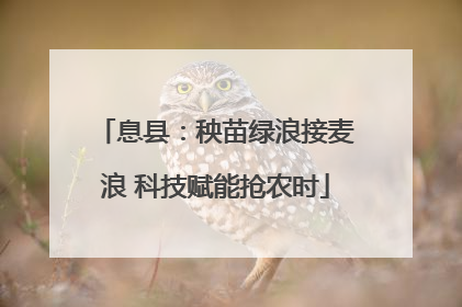 息县：秧苗绿浪接麦浪 科技赋能抢农时