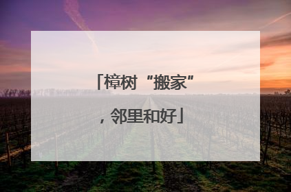 樟树“搬家”，邻里和好