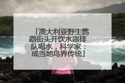 澳大利亚野生鹦鹉街头开饮水器排队喝水，科学家：成当地鸟界传统