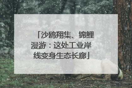 沙鸥翔集、锦鲤漫游：这处工业岸线变身生态长廊