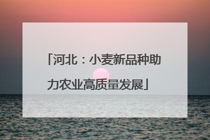 河北：小麦新品种助力农业高质量发展