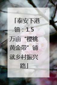 泰安下港镇：1.5万亩“樱桃黄金带”铺就乡村振兴路
