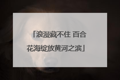 浪漫藏不住 百合花海绽放黄河之滨