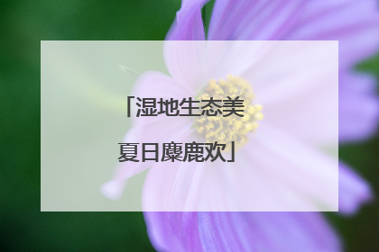 湿地生态美 夏日麋鹿欢