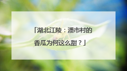 湖北江陵：潘市村的香瓜为何这么甜？