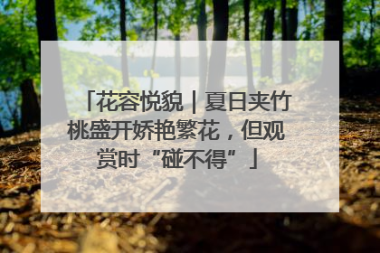 花容悦貌｜夏日夹竹桃盛开娇艳繁花，但观赏时“碰不得”