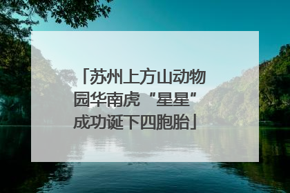 苏州上方山动物园华南虎“星星”成功诞下四胞胎