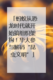 蚂蚁从恐龙时代就开始搞组织架构！华大参与解码“昆虫文明”