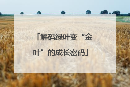 解码绿叶变“金叶”的成长密码