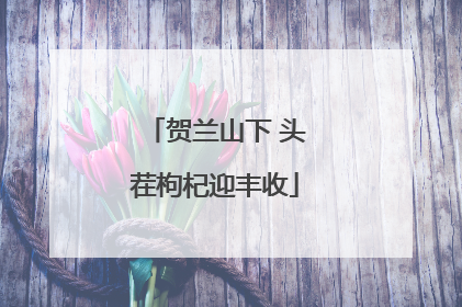 贺兰山下 头茬枸杞迎丰收