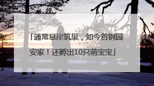 通常悬崖筑巢，如今首钢园安家！还孵出10只萌宝宝