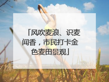 风吹麦浪、识麦闻香，市民打卡金色麦田景观